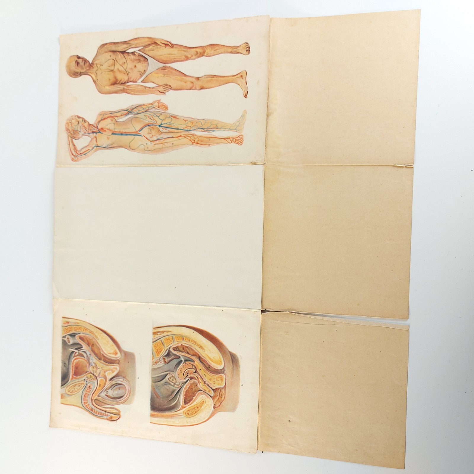 Old Antique Anatomy Illustration Skeleton Pregnancy Organs c.1910s Hungary