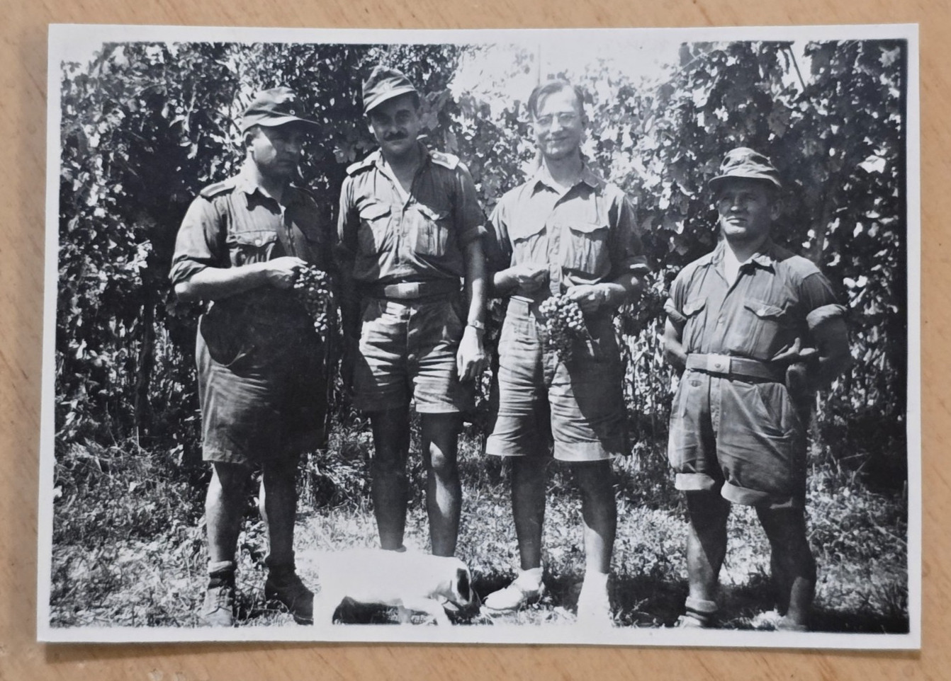 1944 ITALY VINEYARD WEHRMACHT w GRAPES DOG K9 WW2 WWII German Military Photo