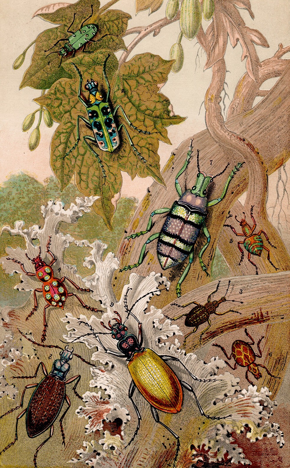 1863 Antique Lithograph, British Beetles and Their Foreign Relatives