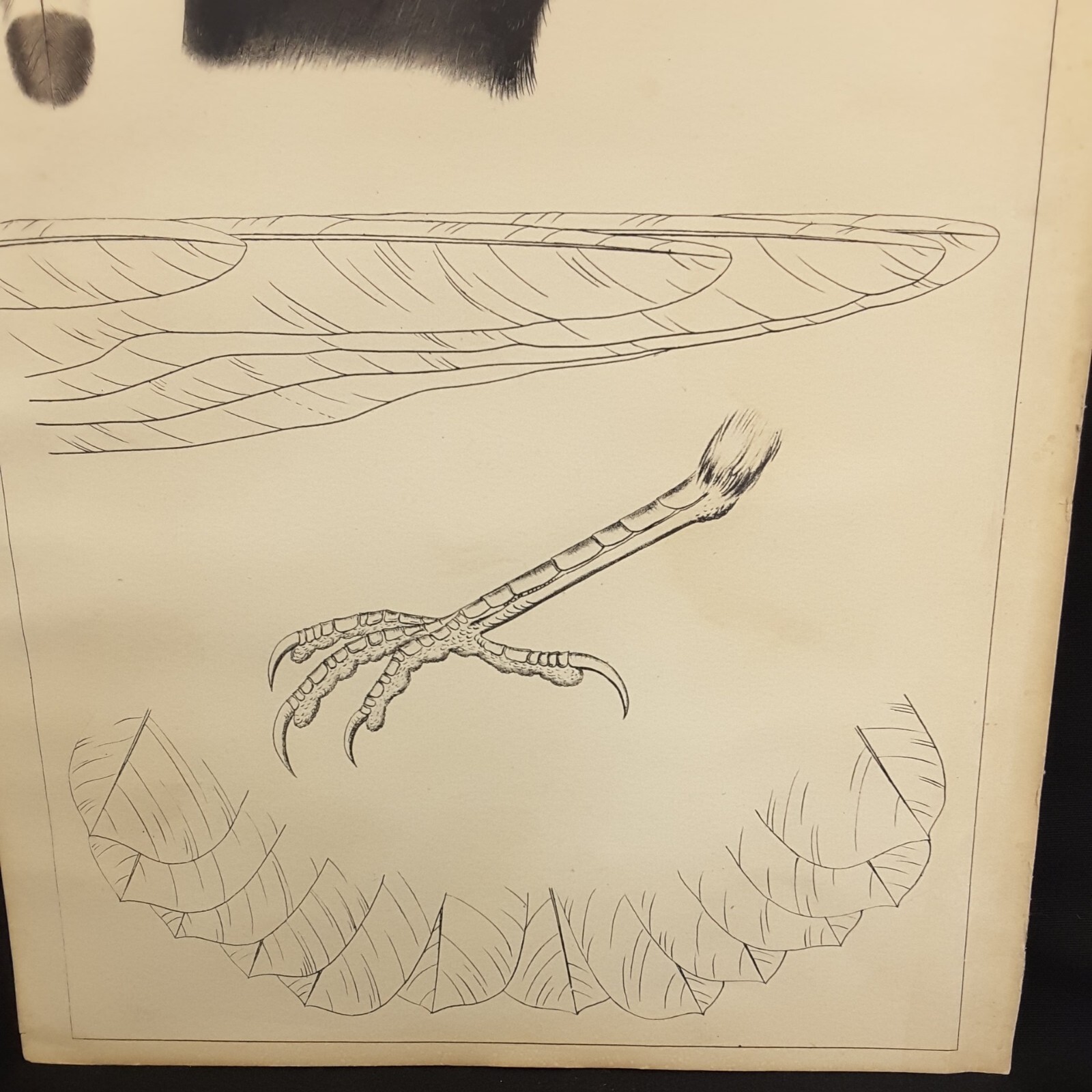 USPRR BIRD LITHOGRAPH 32nd PARALLEL EAST