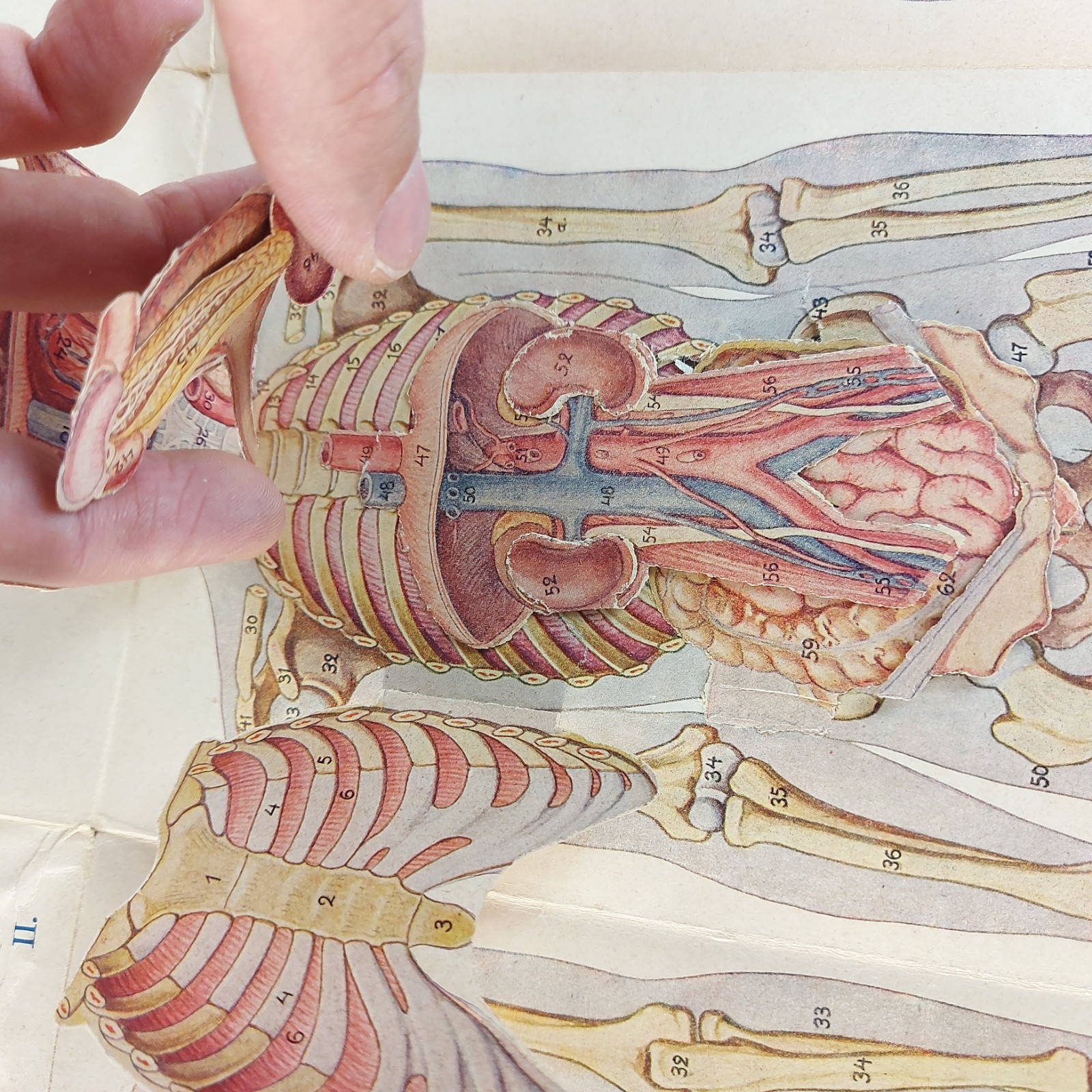 Old Antique Foldable Anatomy Medical Illustration Male Body Organs c.1910s