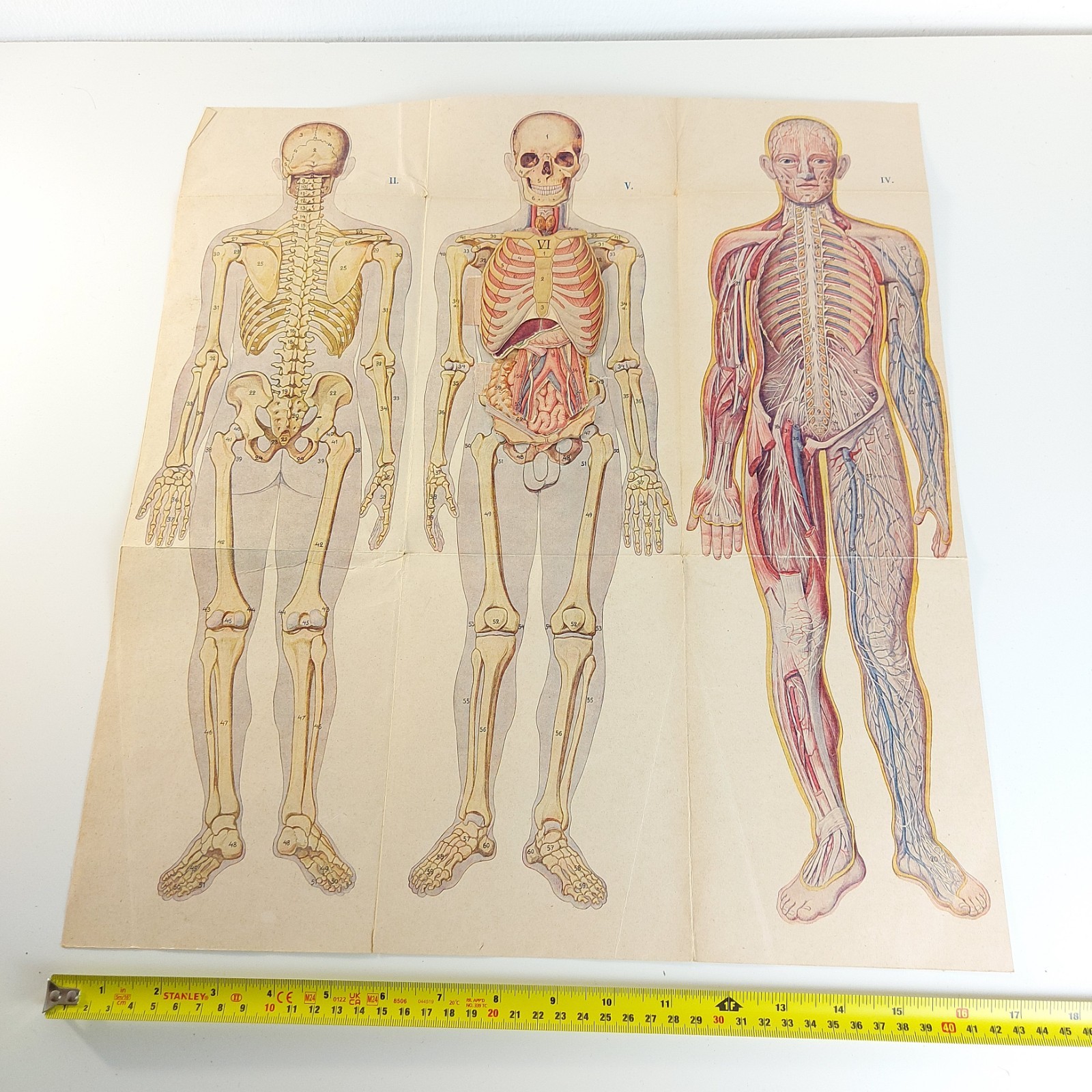 Old Antique Foldable Anatomy Medical Illustration Male Body Organs c.1910s