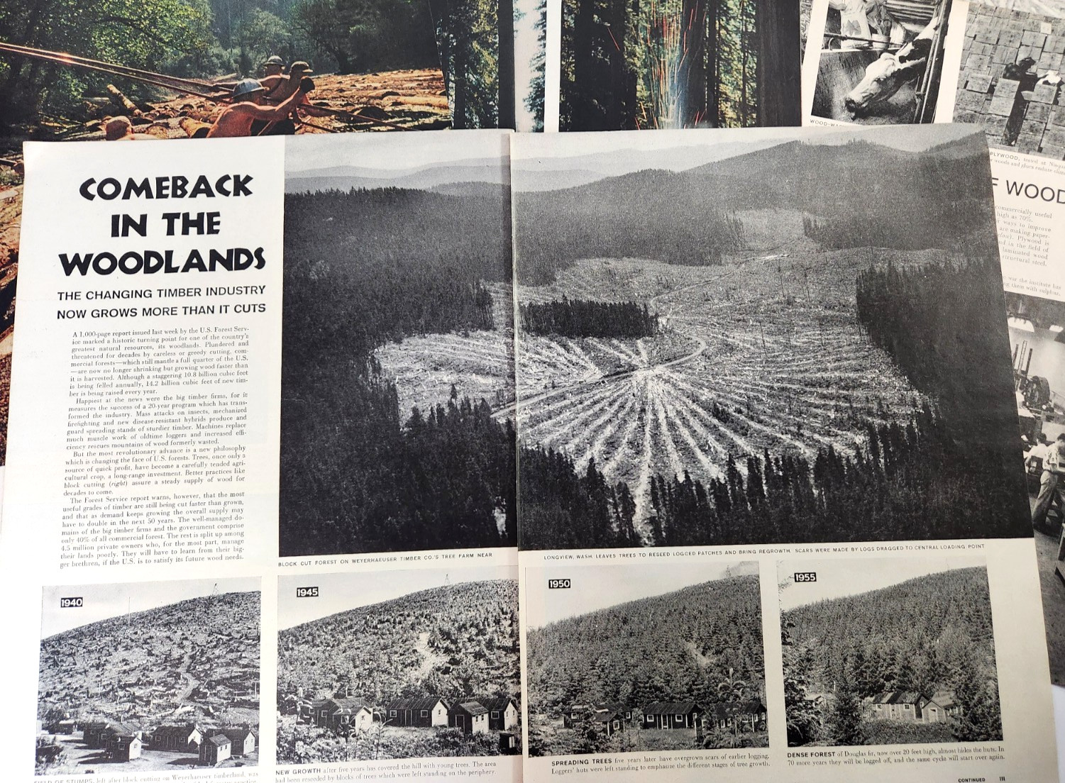 Timber Industry Logging Forestry Vtg 1955 Magazine Print 10 Page Article Images