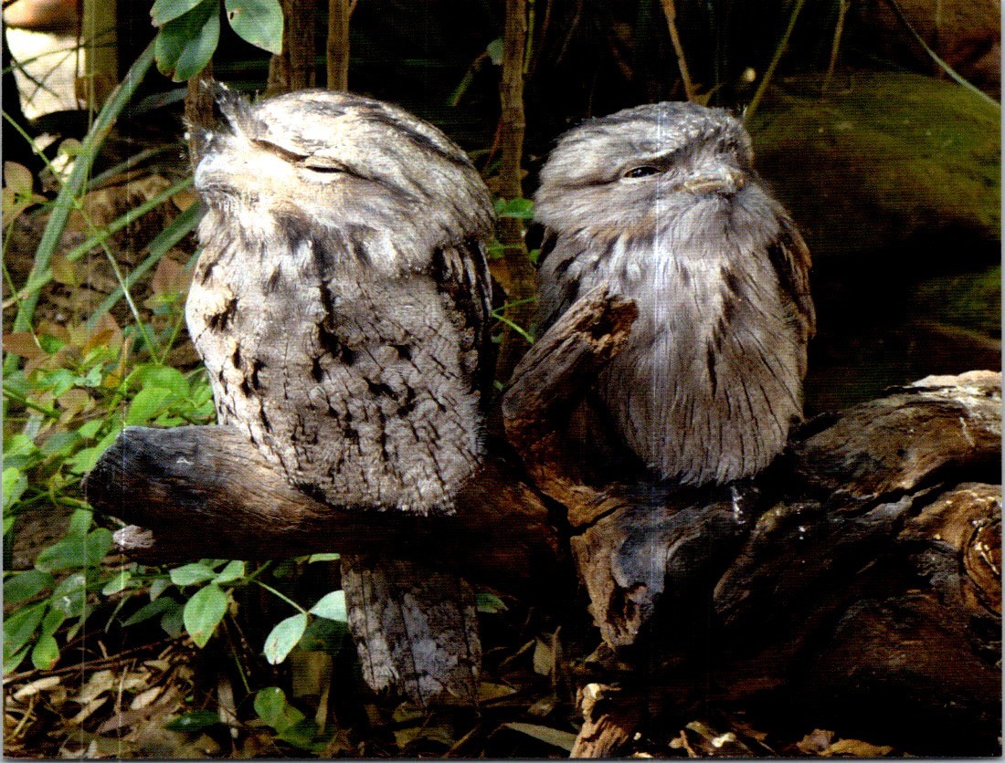 PICS postcard – World Bird – Tawny Frogmouth (Australia)