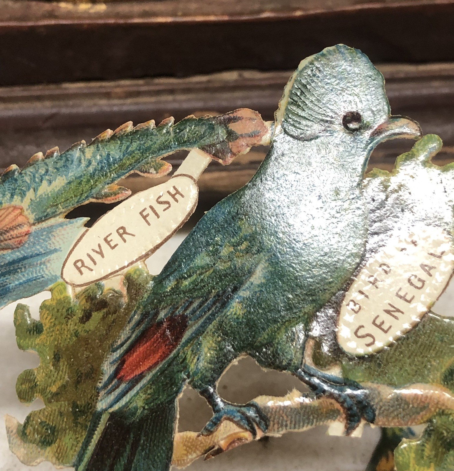Birds of Africa + Fish Die Cut Scrap by Raphael Tuck & Sons Africa #896 L10