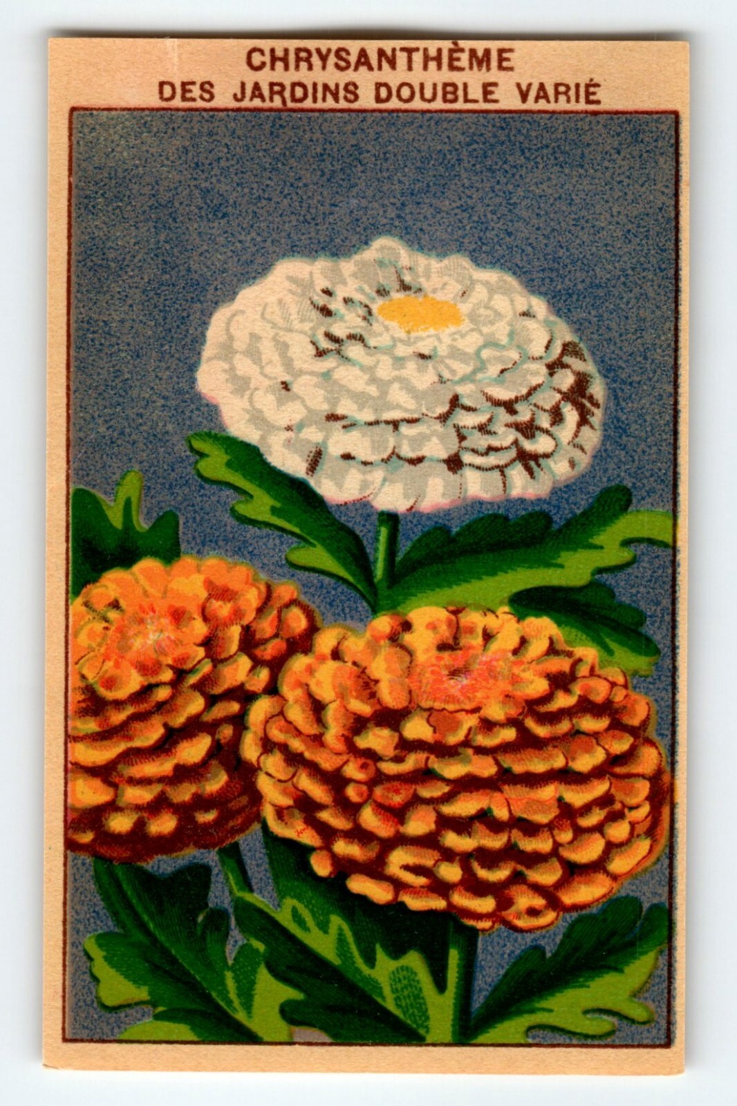 1920’s Flower Art Print CHRYSANTHEME DES Lithograph Original Made For Seed Pack