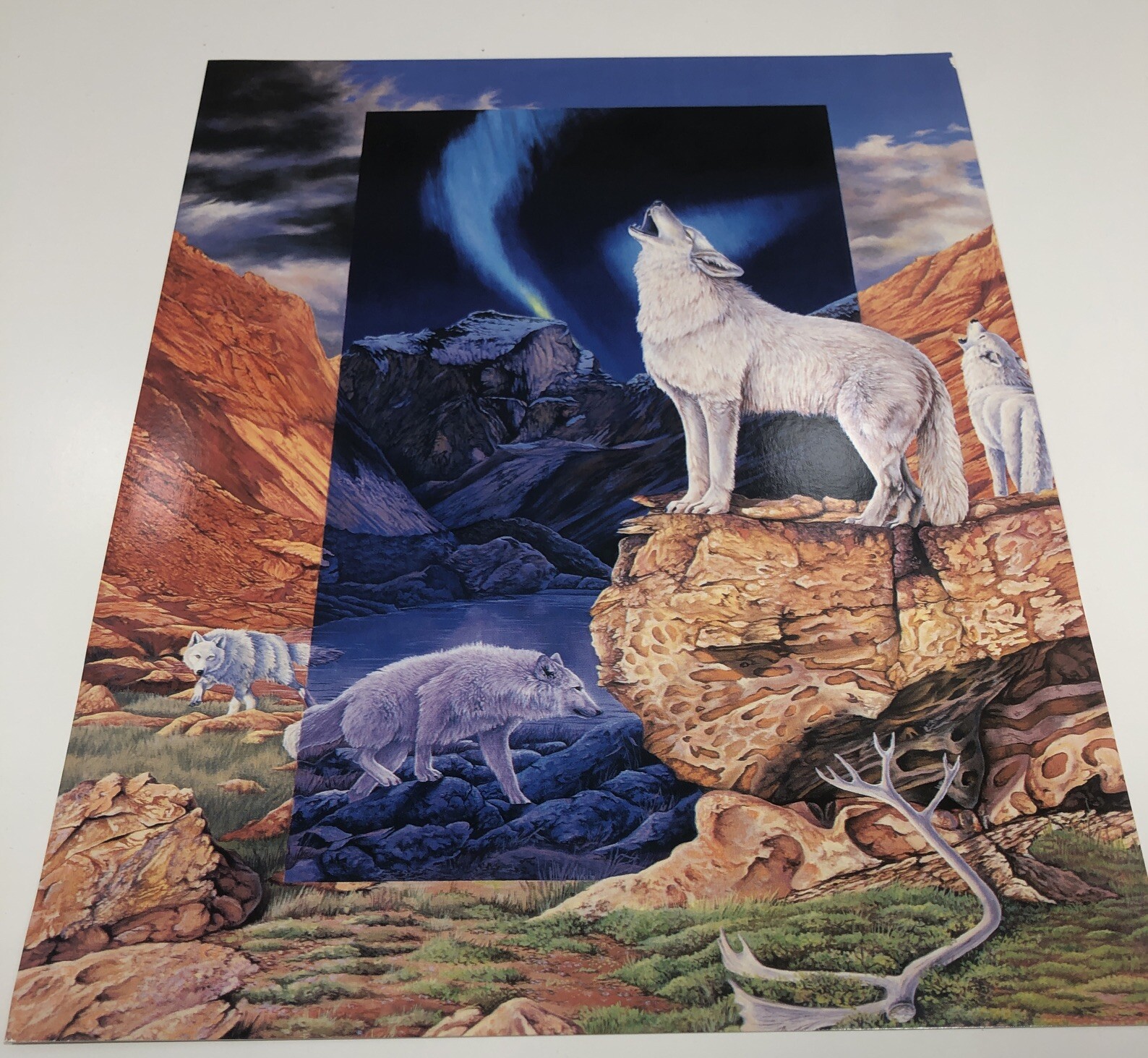 1996 Wild Animals Folder And 6 Posters USA Red Fox Owl Windows To The Wild