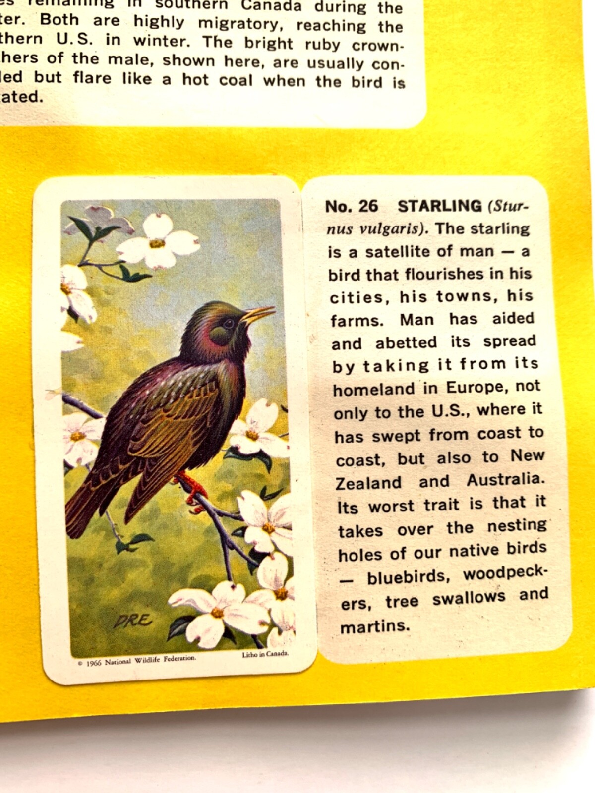 Canadian-American Songbirds Booklet Album #9, Birds, Songbirds, Brooke Bond 1966