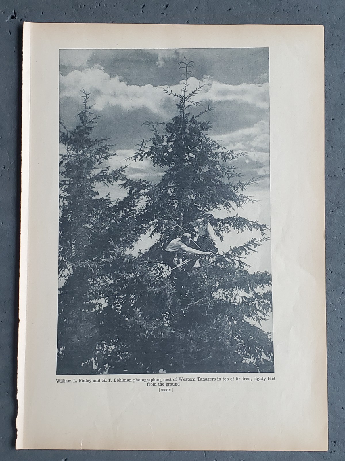 1936 Birds of America “Photographing Western Tanagers 80 Feet from the Ground”
