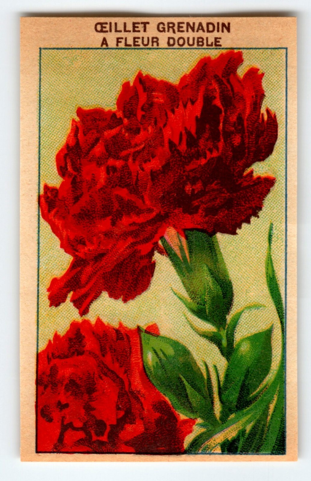 1920’s Flower Seed Art Print OEILLET GRENDIN Lithograph Original Vintage Unused