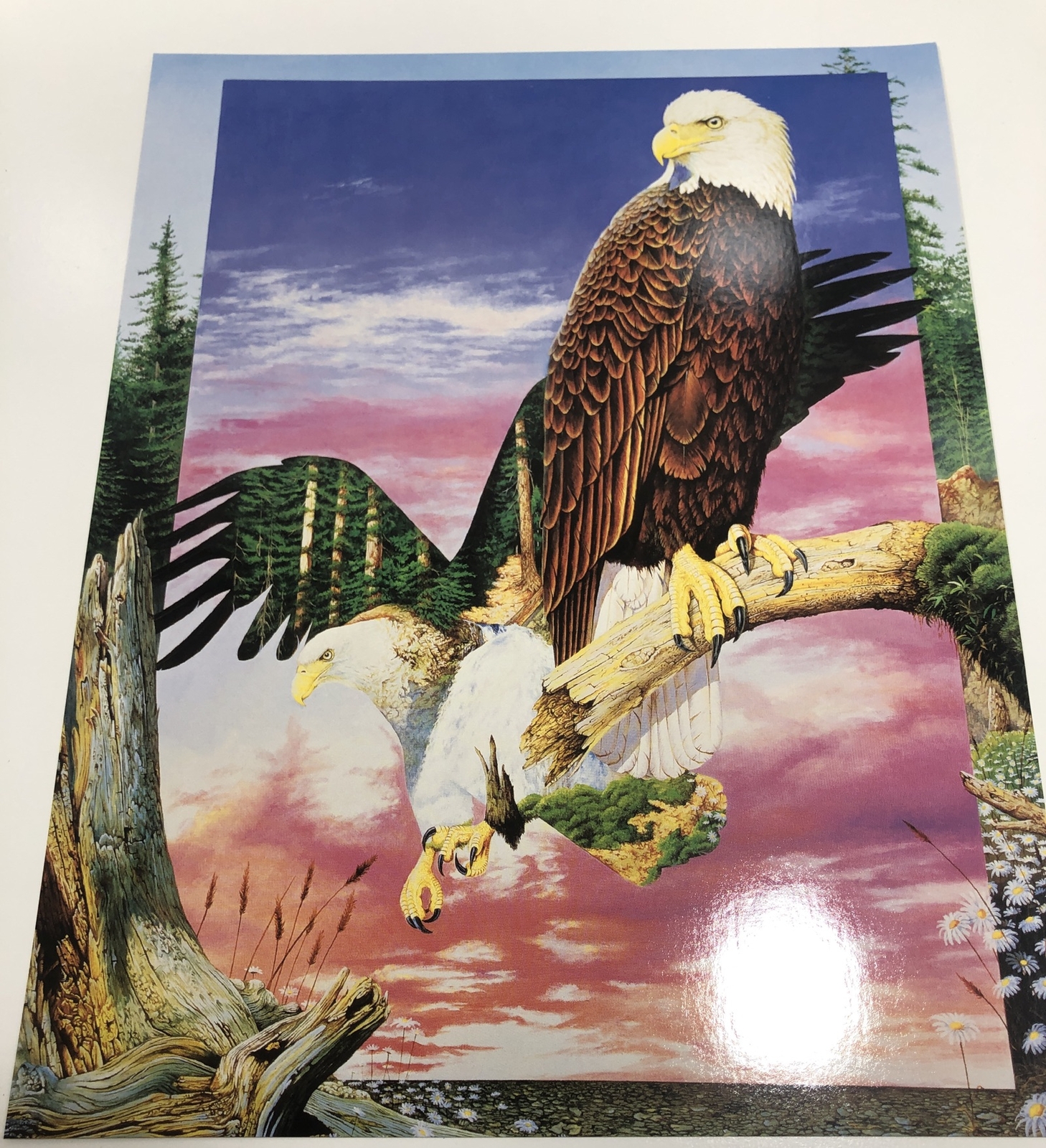 1996 Wild Animals Folder And 6 Posters USA Red Fox Owl Windows To The Wild
