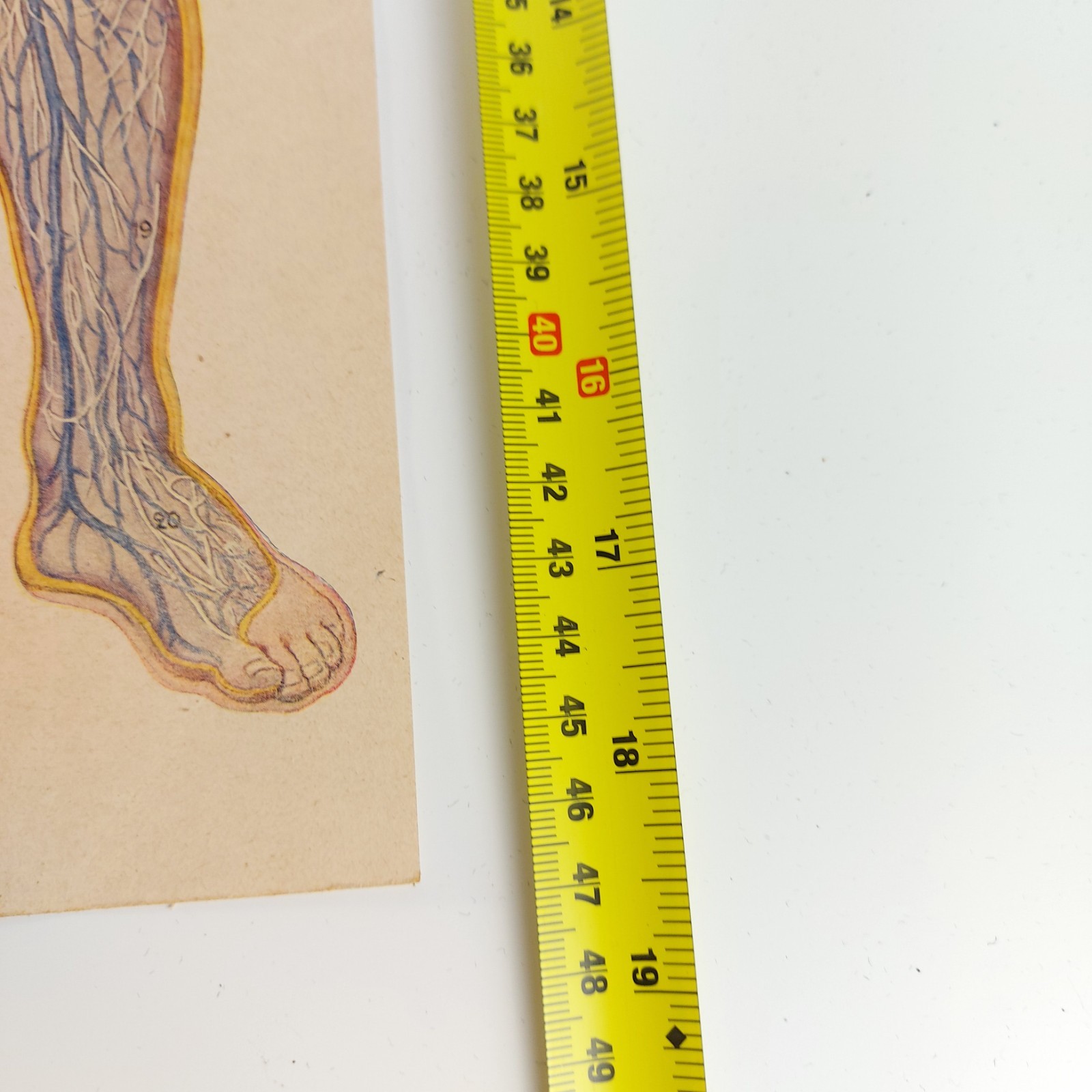 Old Antique Foldable Anatomy Medical Illustration Male Body Organs c.1910s