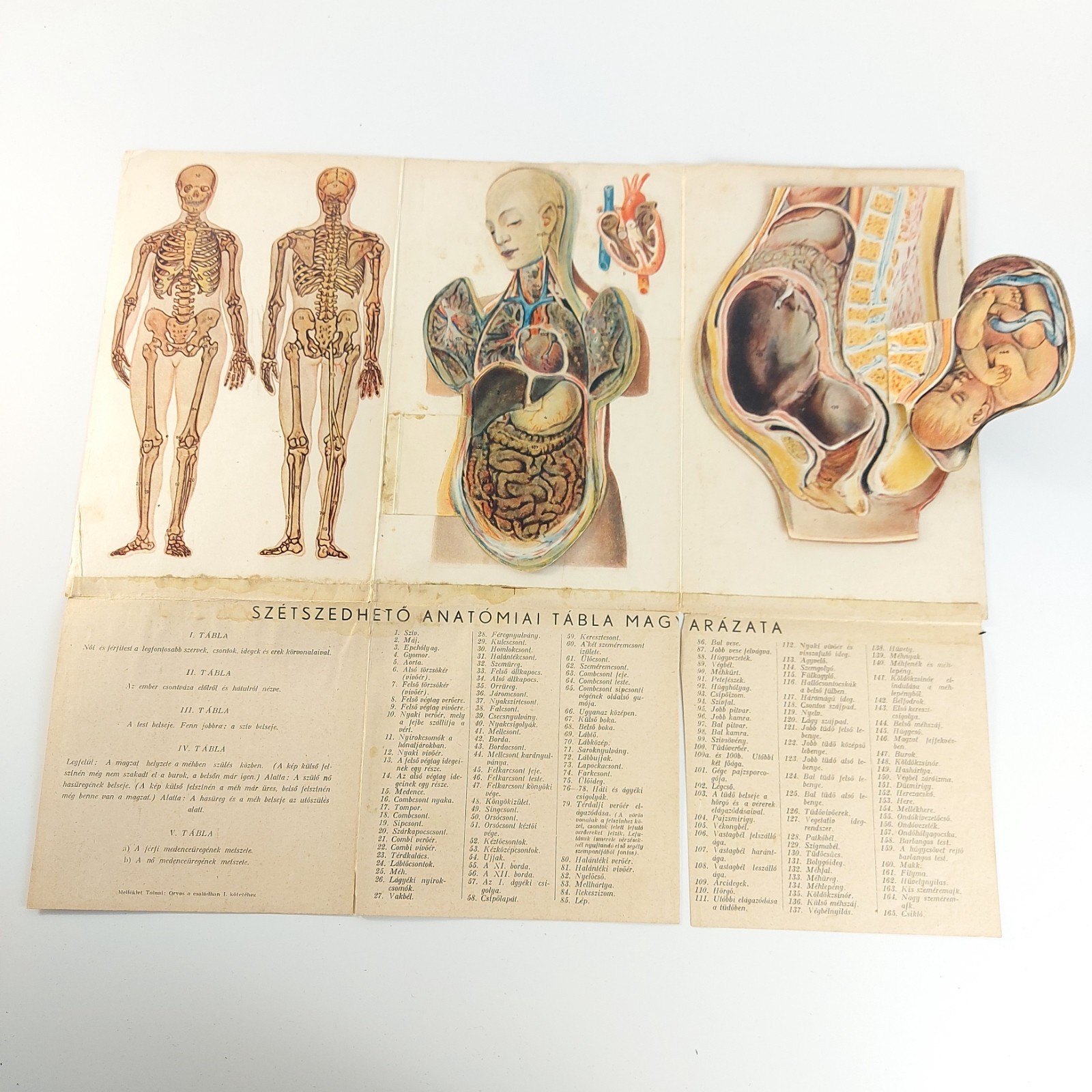 Old Antique Anatomy Illustration Skeleton Pregnancy Organs c.1910s Hungary