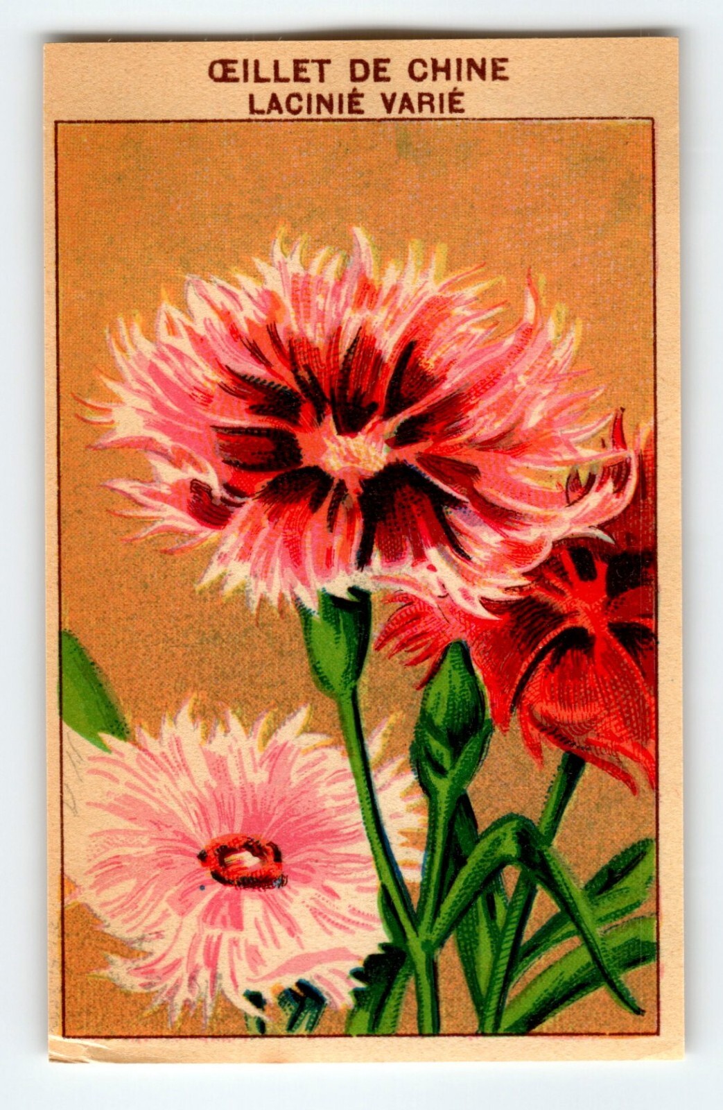 1920’s Flower Art Print OEILLET DE CHINE Lithograph Original Made For Seed Pack