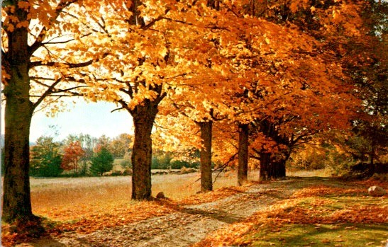 Unused 1970s Nycechrome Autumn Tree Lined Path Postcard Berlinsville PA K 2128