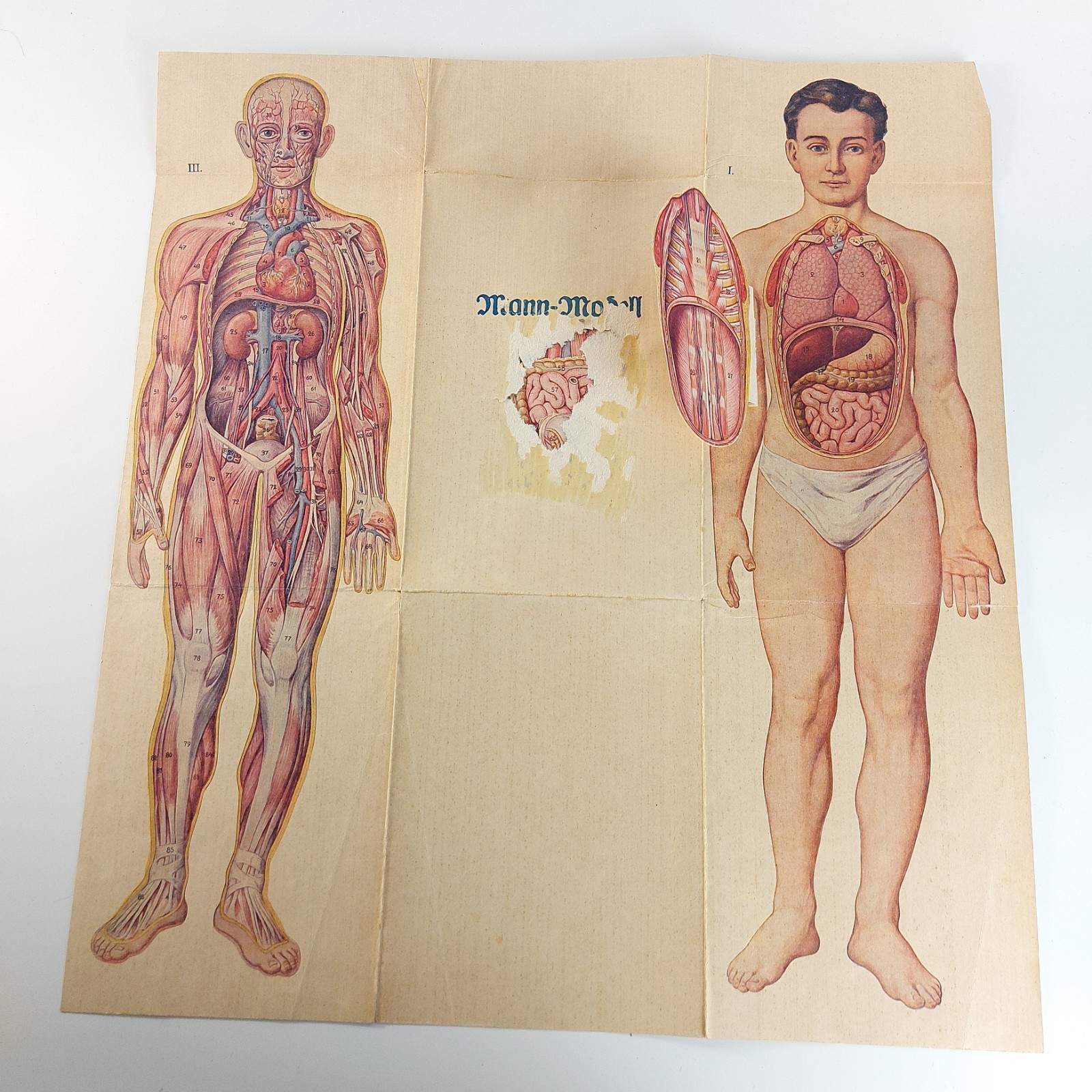 Old Antique Foldable Anatomy Medical Illustration Male Body Organs c.1910s