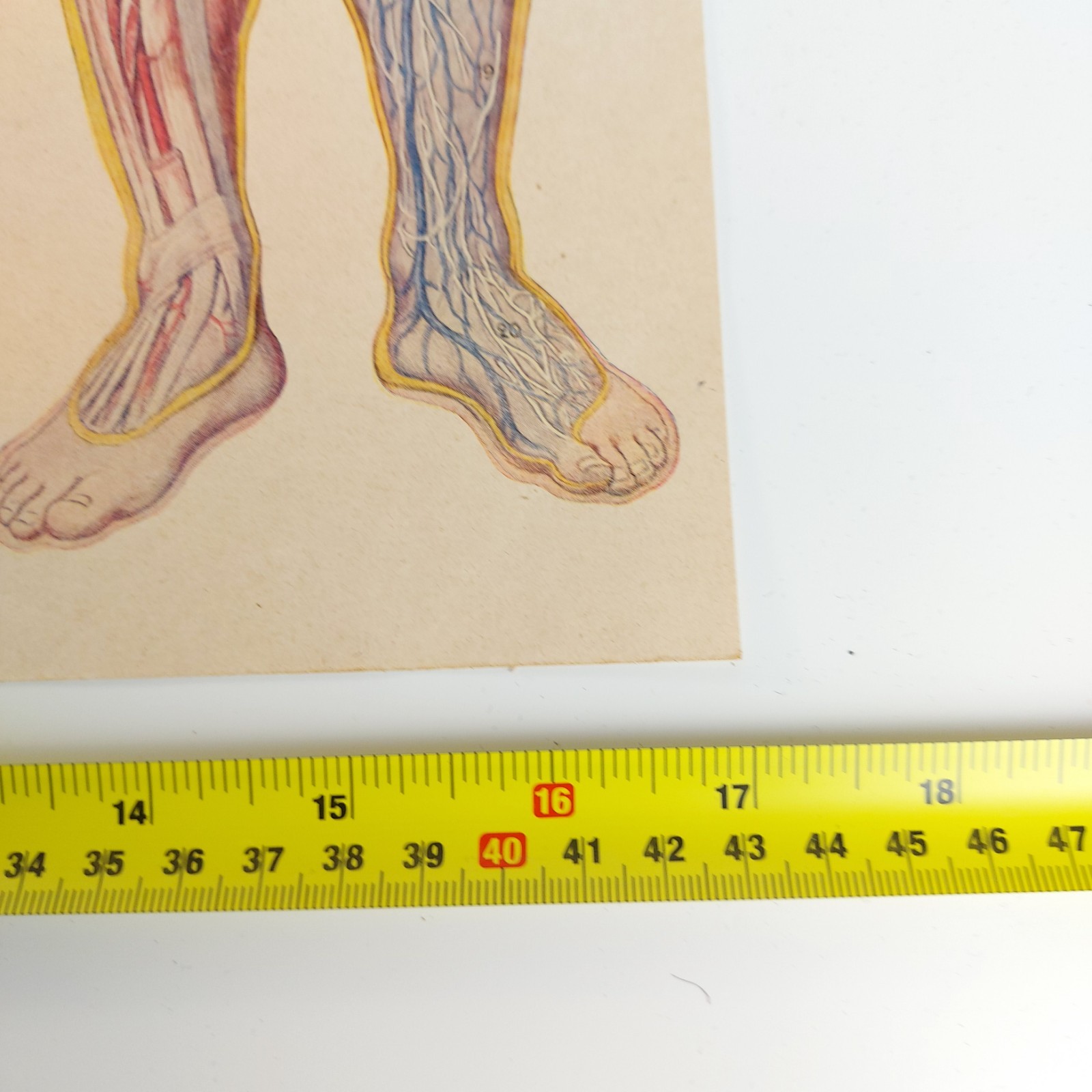 Old Antique Foldable Anatomy Medical Illustration Male Body Organs c.1910s