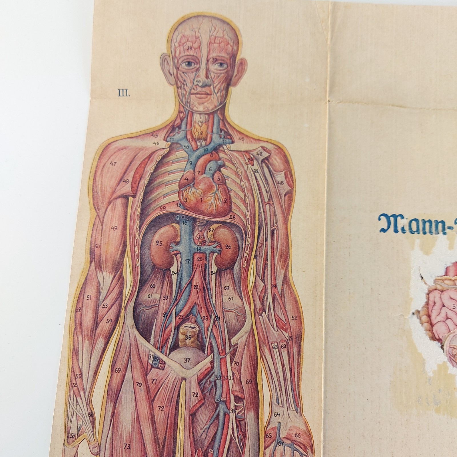 Old Antique Foldable Anatomy Medical Illustration Male Body Organs c.1910s