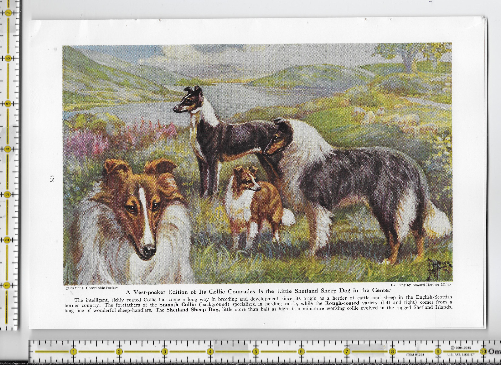 Working Dogs Of The World dog 1941 magazine article – 32 pgs