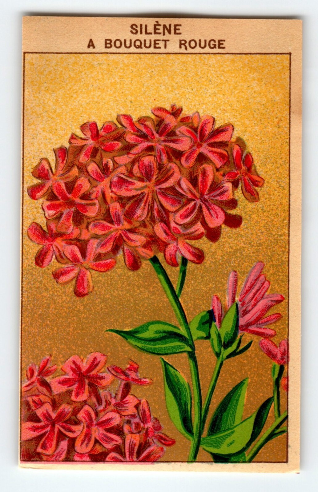 1920’s Flower Art Print SILENE A BOUQUET Lithograph Original Made For Seed Pack