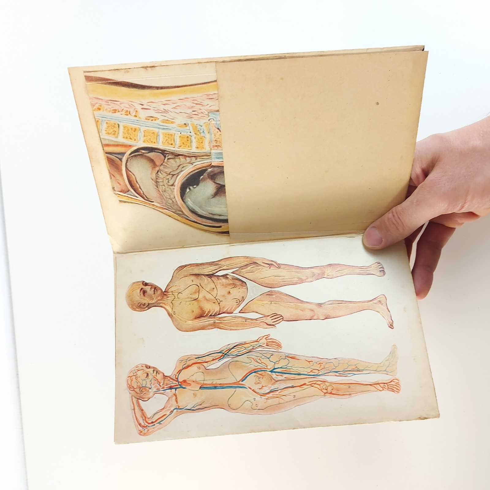 Old Antique Anatomy Illustration Skeleton Pregnancy Organs c.1910s Hungary