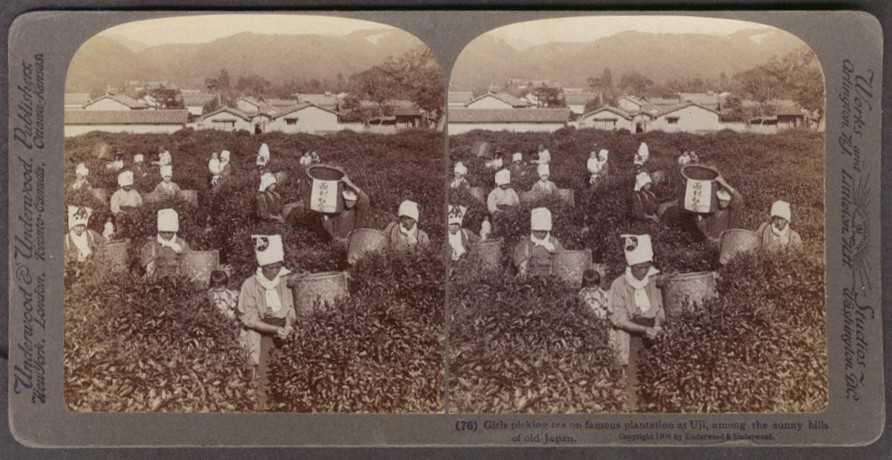Girl tea pickers Uji Plantation Japan stereoview 1904