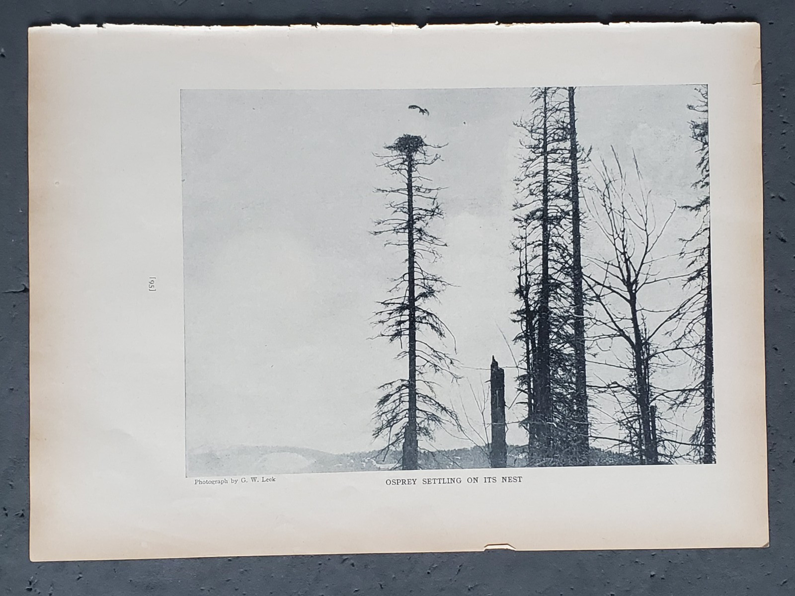 1936 Birds of America “Osprey Settling on its Nest”