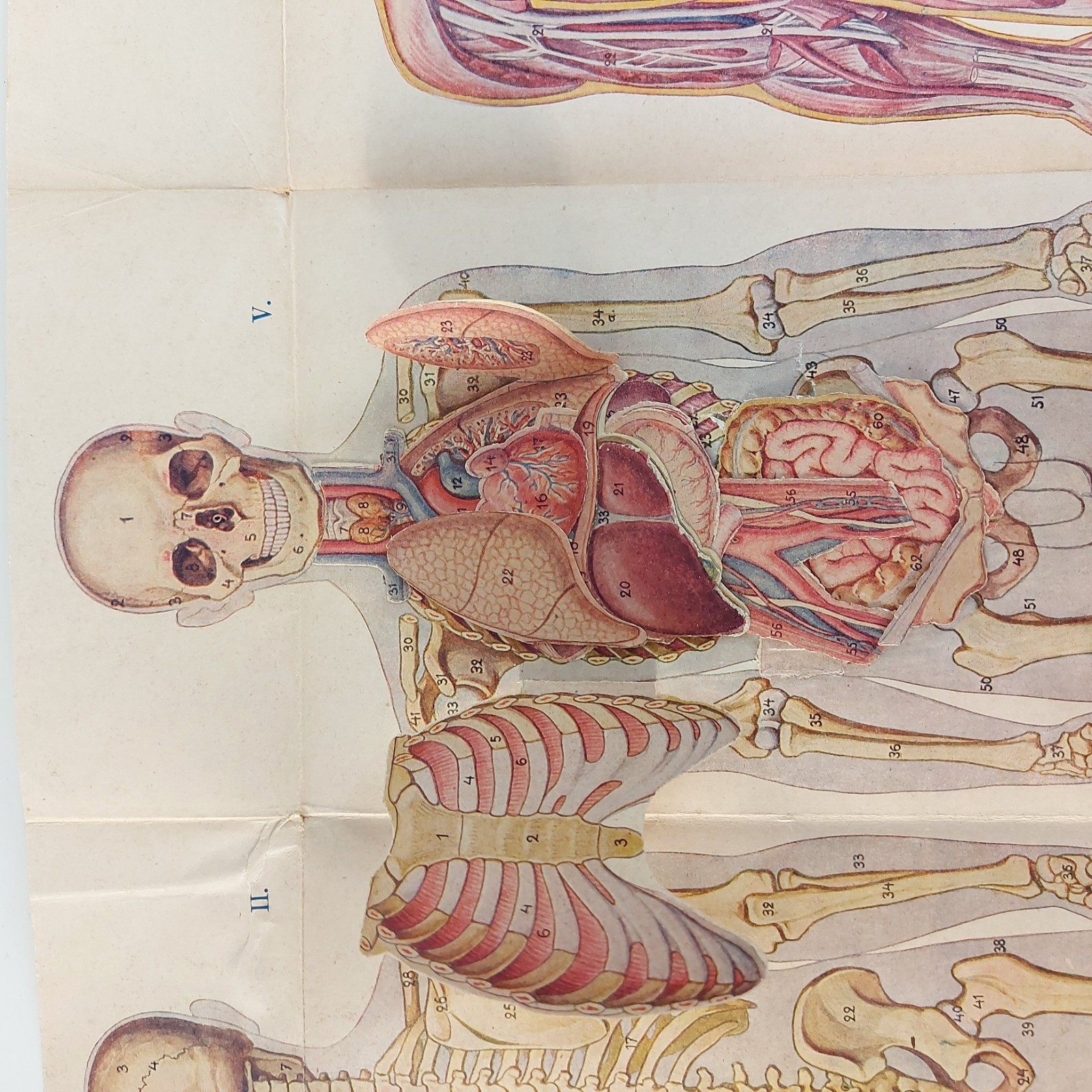 Old Antique Foldable Anatomy Medical Illustration Male Body Organs c.1910s