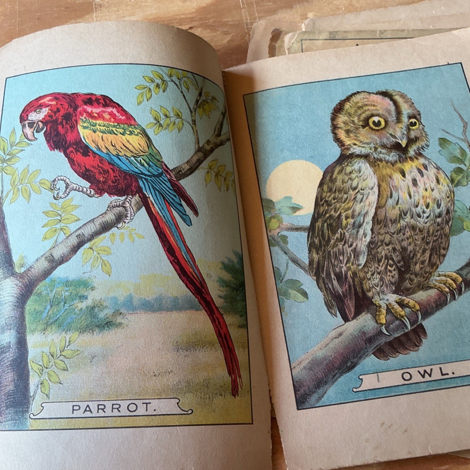 Antique Books very rare Platt & Peck Birds of America Illustrated loose pages