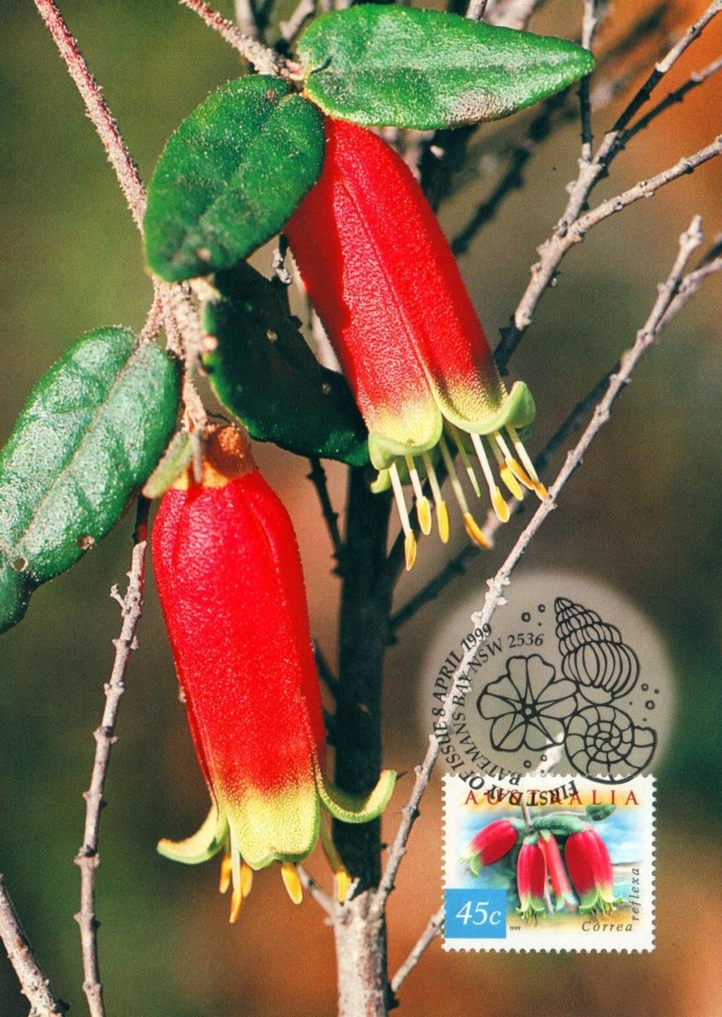 1999 Australia Native Fuschia POSTCARD Maxicard Cancelled in Batemans Bay as NEW