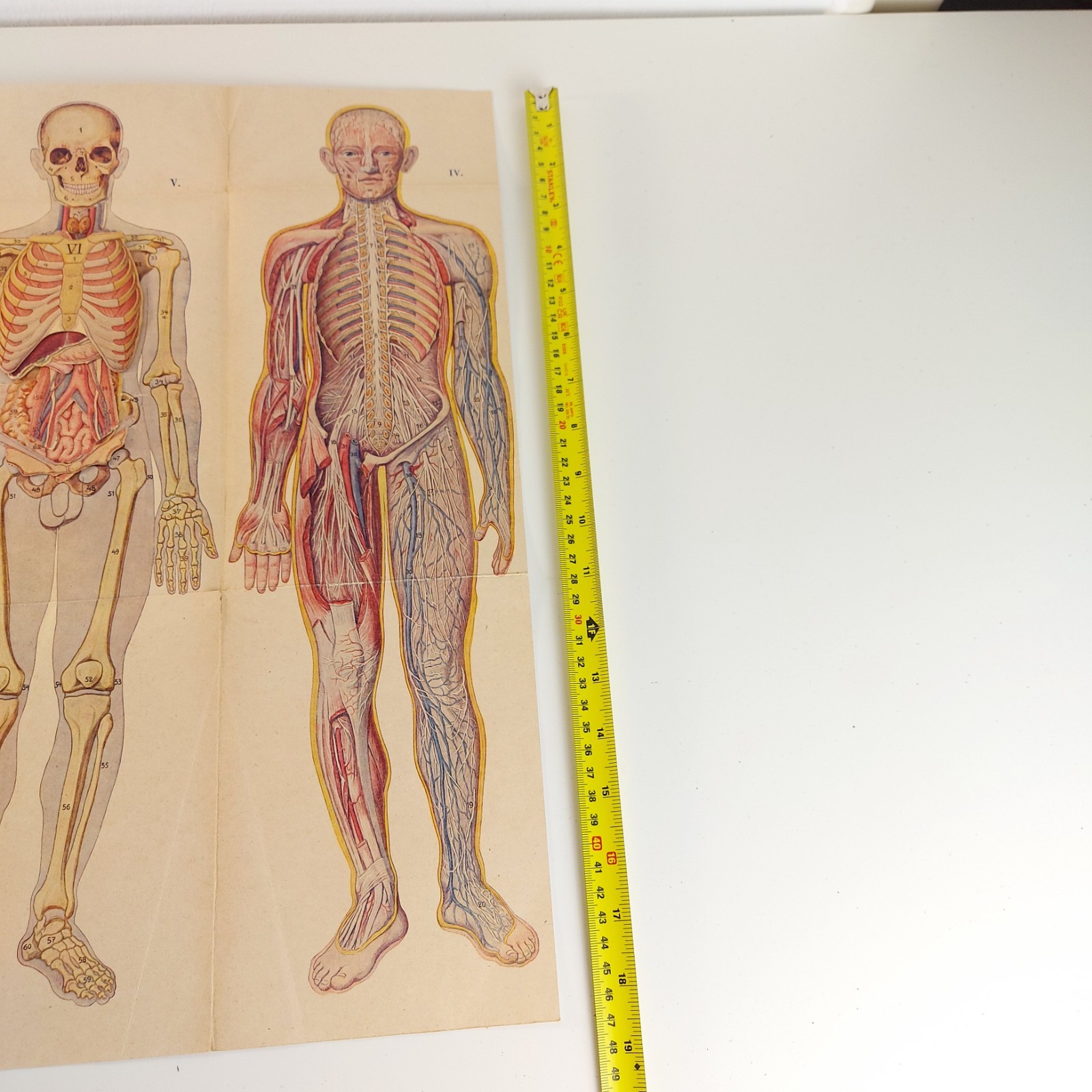 Old Antique Foldable Anatomy Medical Illustration Male Body Organs c.1910s