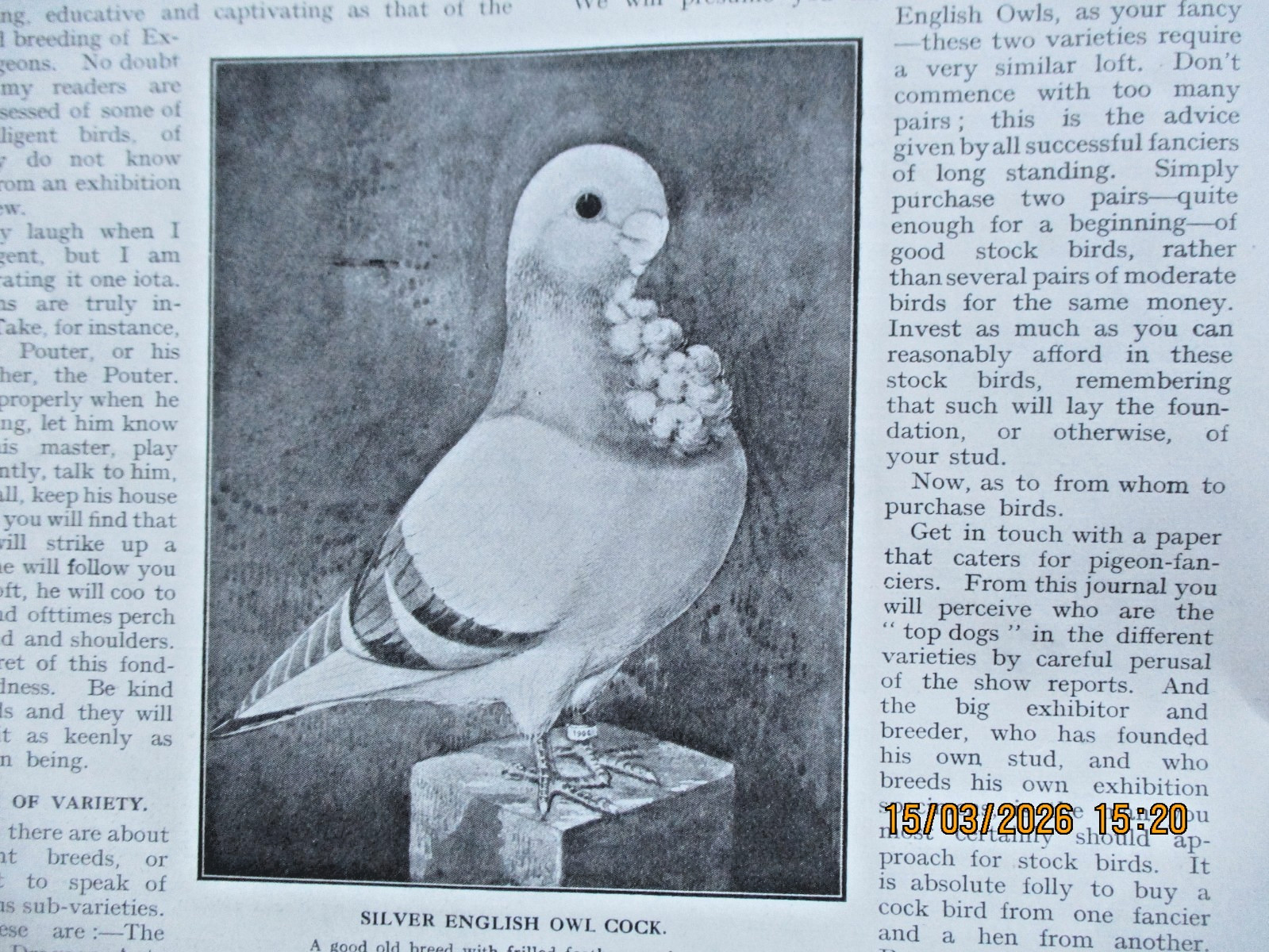 Pigeon Keeping 100 year old magazine 5 page article