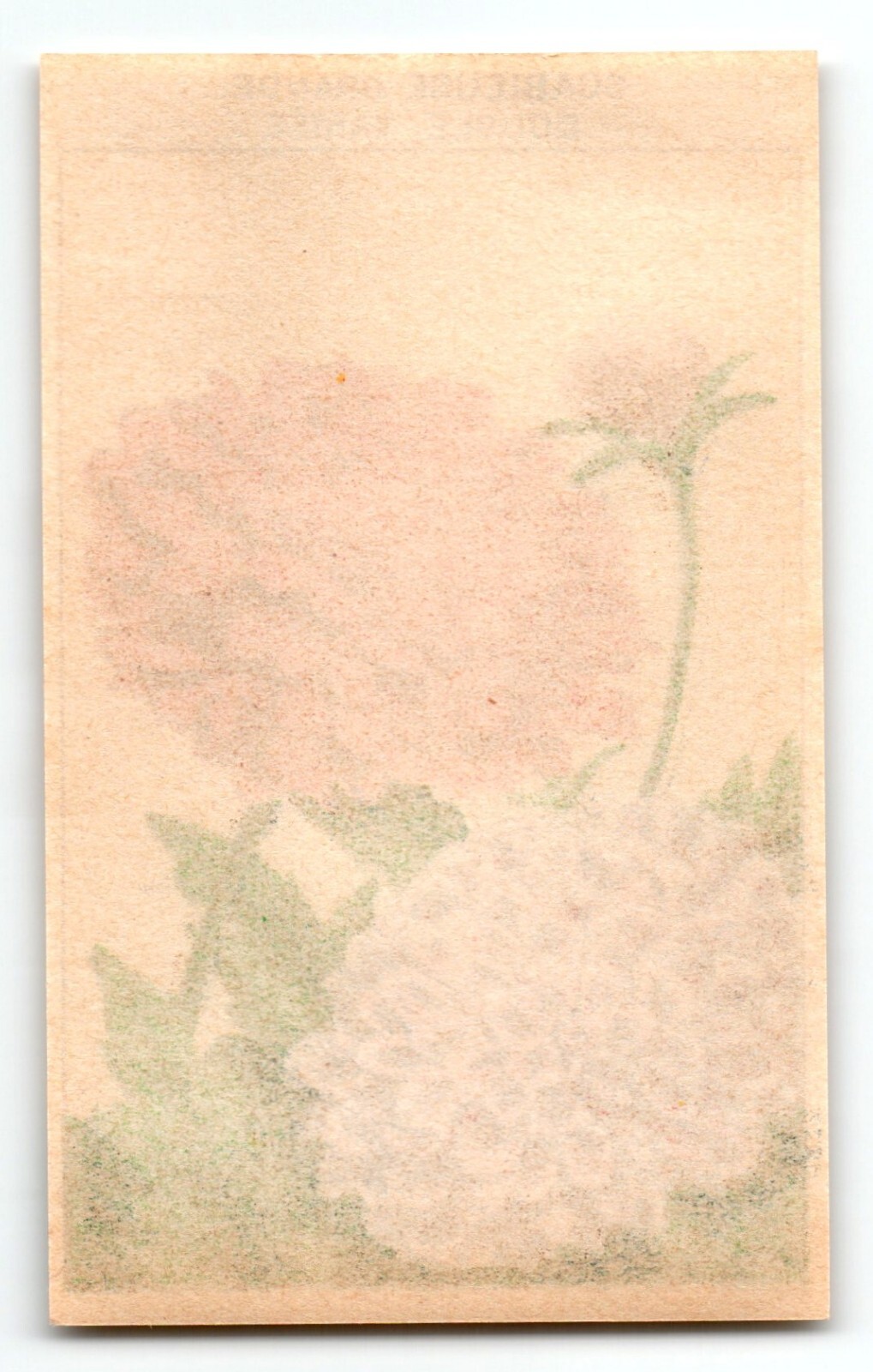1920’s Flower Art Print SCABIEUSE GRANDE Lithograph Original Made For Seed Pack