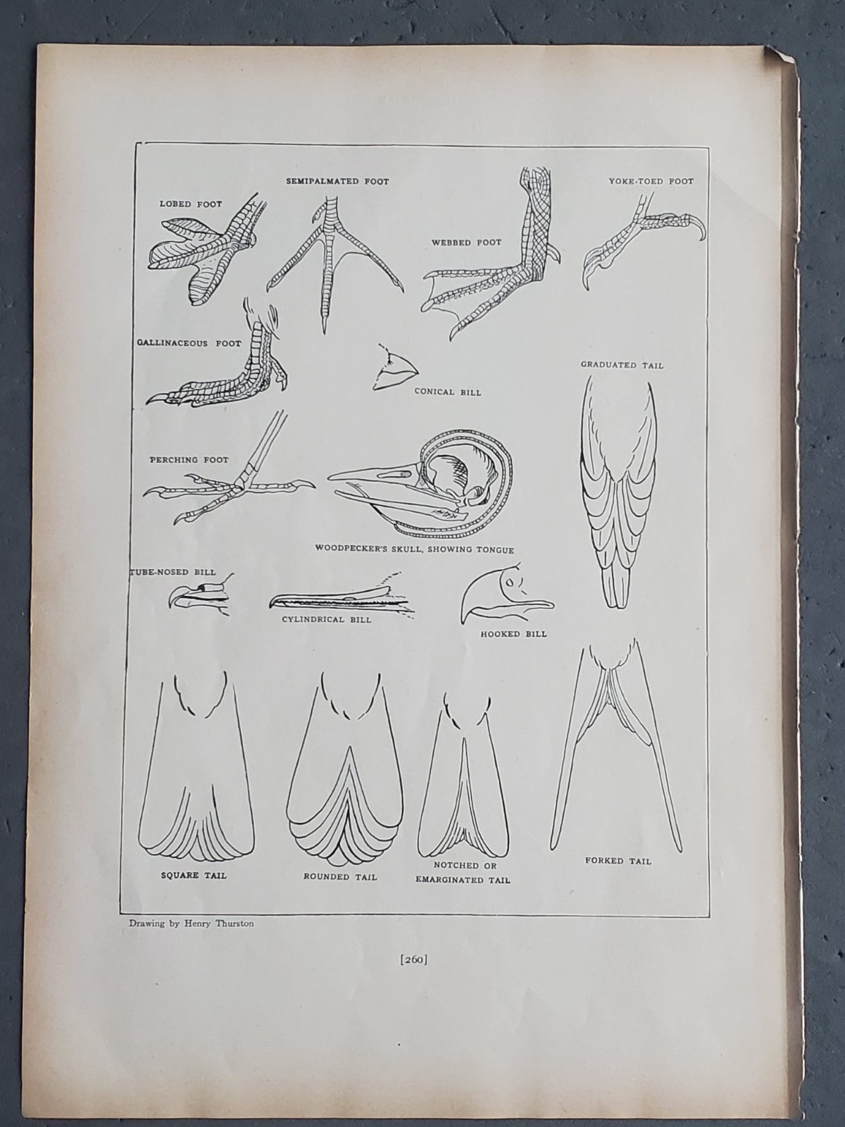 Lot (2) 1936 Birds of America “Topography of a Bird”