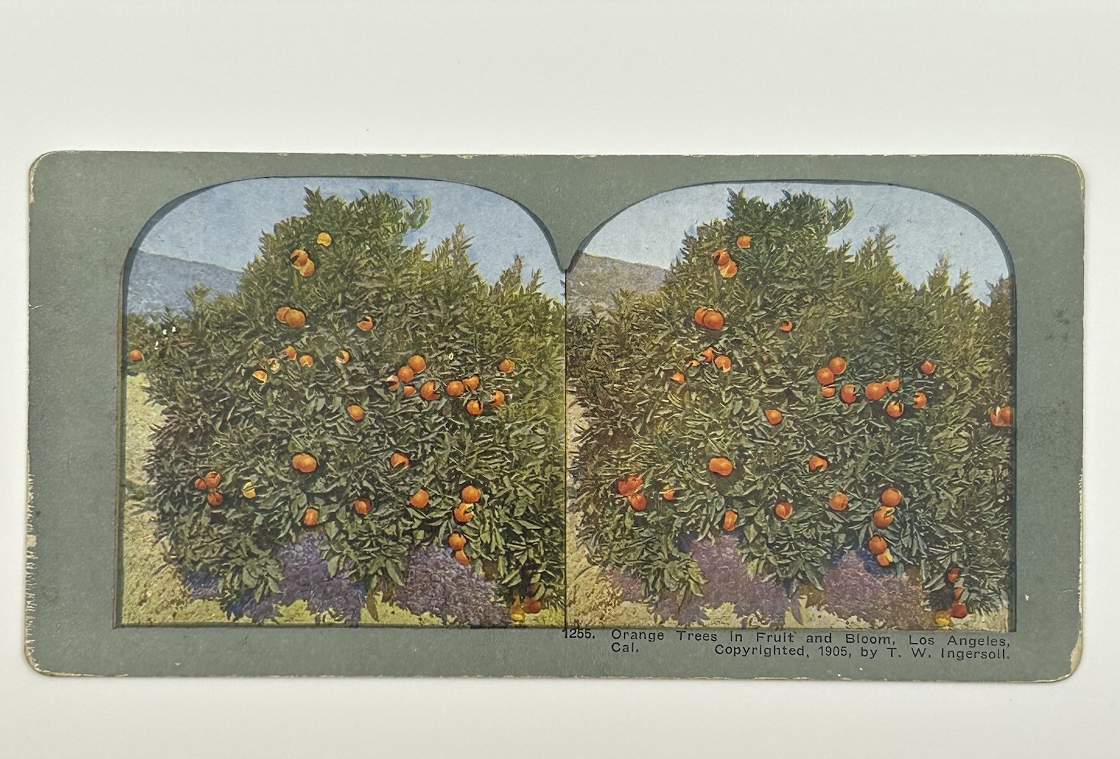 1905 Orange Trees Fruit Bloom Los Angeles Cal Stereoview Photo T W Ingersoll L-1