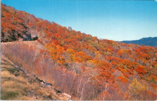 1950s Blue Ridge Parkway NC Fall Foliage Tunnel Mirro Krome Postcard Americana