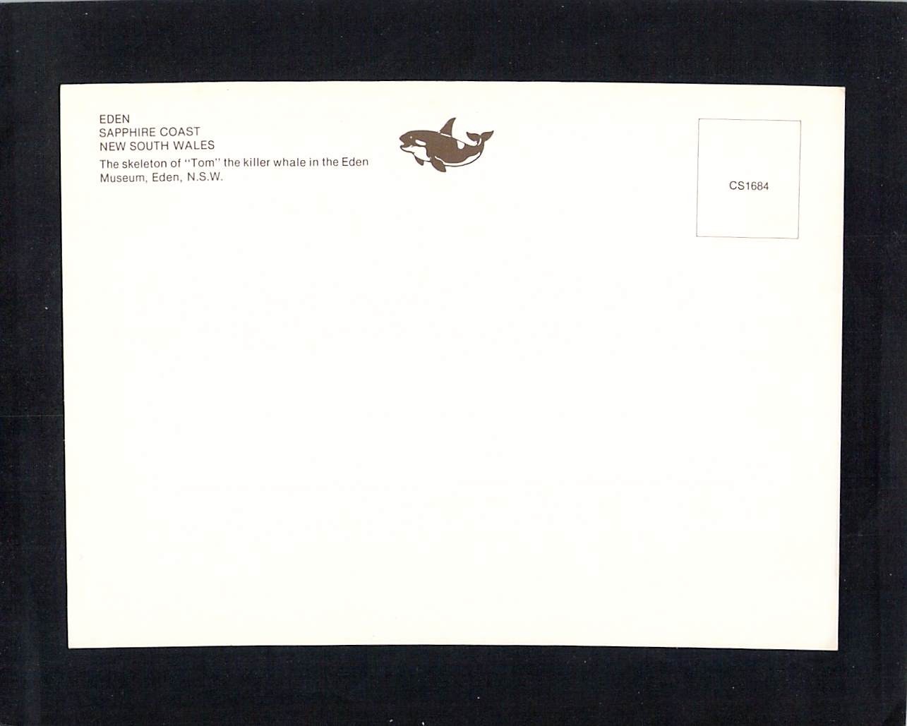P0198 Australia NSW Eden Tom Killer Whale Skeleton postcard