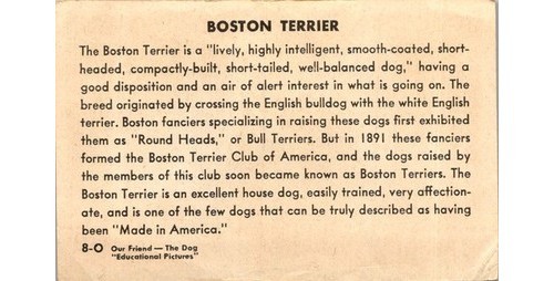 Boston Terrier Trade Card 1890s Our Friend-The Dog, Lithograph, Jack Murray