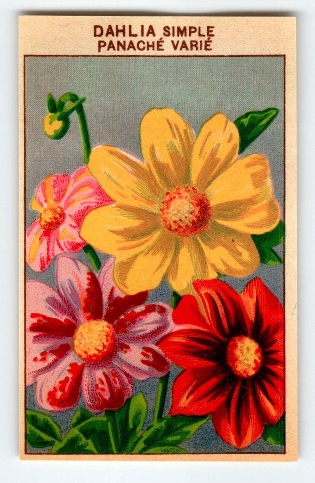 1920’s Flower Art Print DAHLIA SIMPLE Lithograph Original Made For Seed Pack