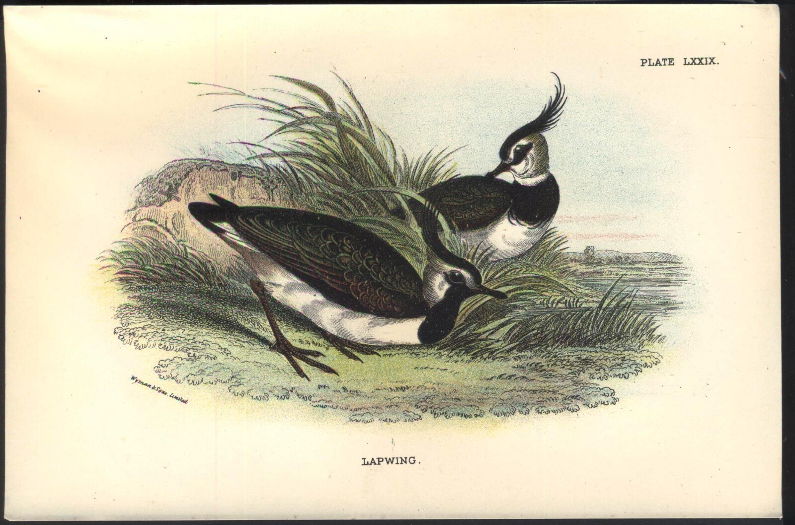 Original 19th Century Chromo-Litho BIRD Print: LAPWING. VGC. Free UK p&p