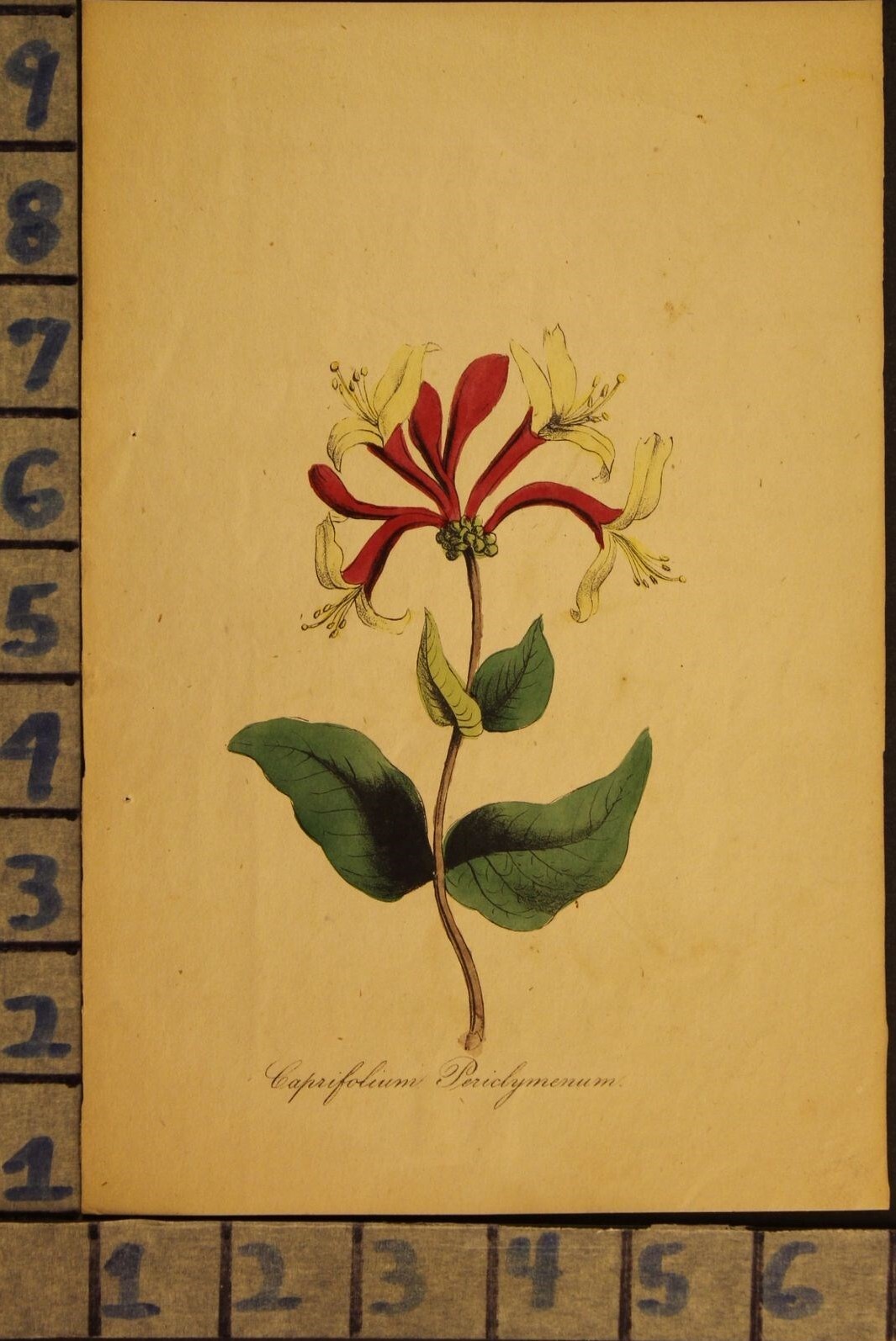 1830’S HONEY SUCKLE HAND TINT BOTANICAL FLOWER ART COPPERPLATE RAG PRINT ZH17