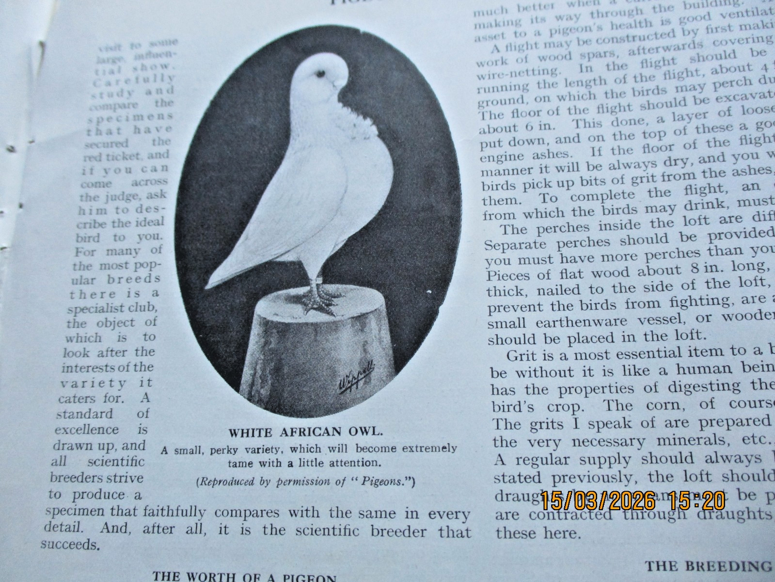 Pigeon Keeping 100 year old magazine 5 page article