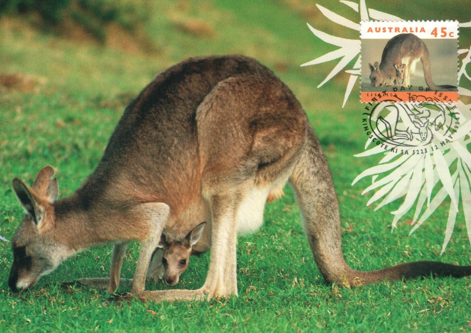 1994 Female Eastern Grey Kangaroo POSTCARD Maxi card Cancelled Kangaroo Island